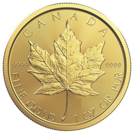 Gold Maple