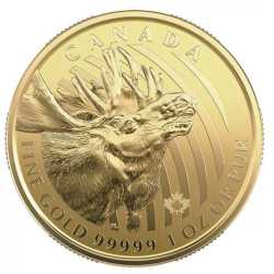 2019 1 oz Canadian Gold Moose Coin BU - .99999 in Assay